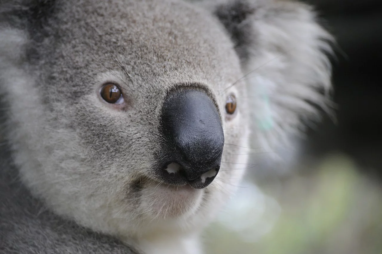 koala